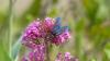 Zygaena lavandulae